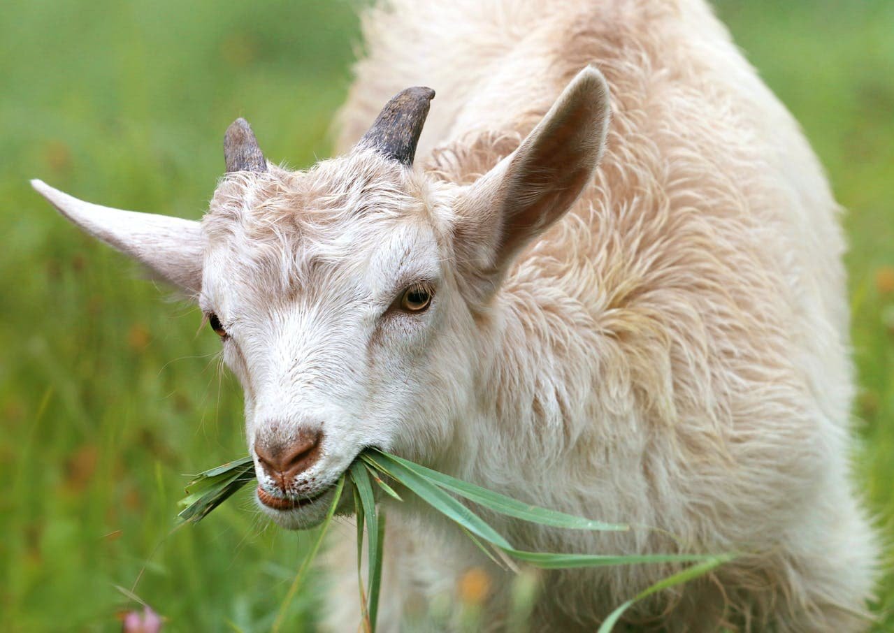 Goat (Capra hircus)