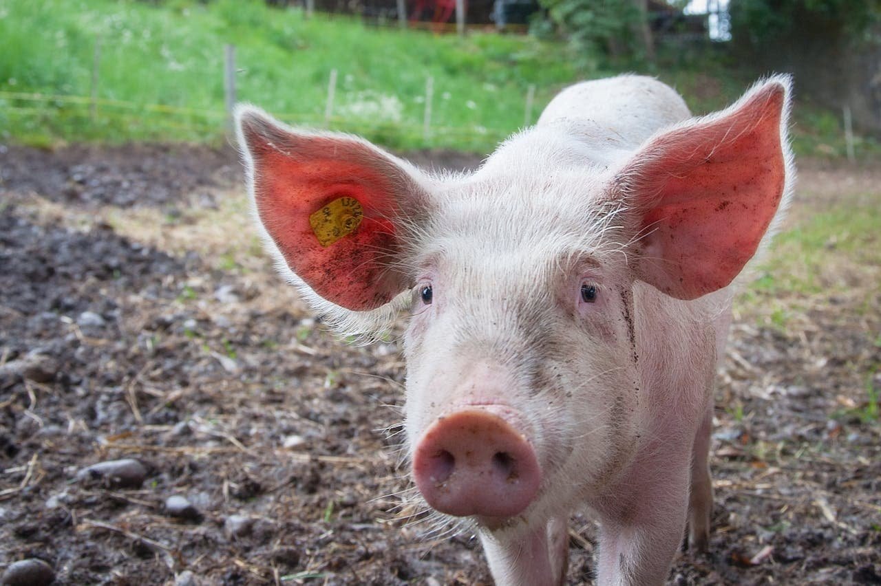 Pig (Sus scrofa domesticus)