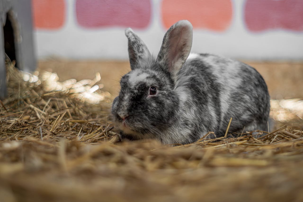 Rabbit (Oryctolagus cuniculus)